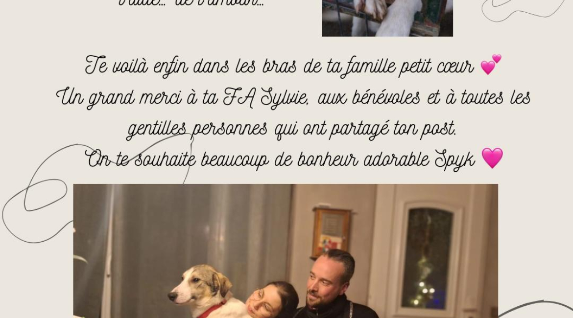 Chiens à adopter